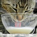 Pełną miskę mleka miał, pewien kotek MIAU...