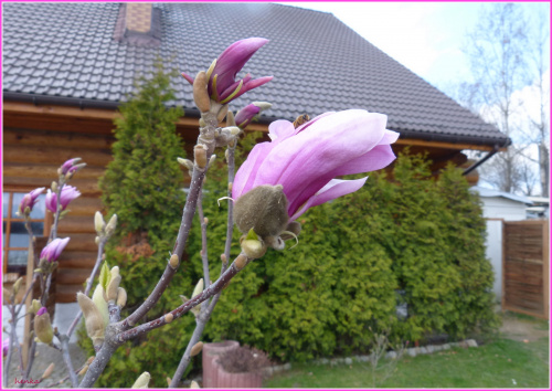 magnolie zaczynają kwitnąć