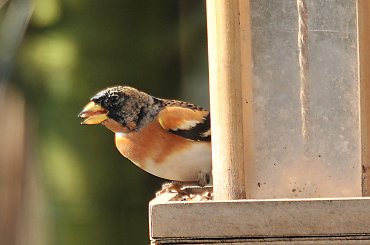 Ptaki w moim ogrodzie #ptaki #wiosna