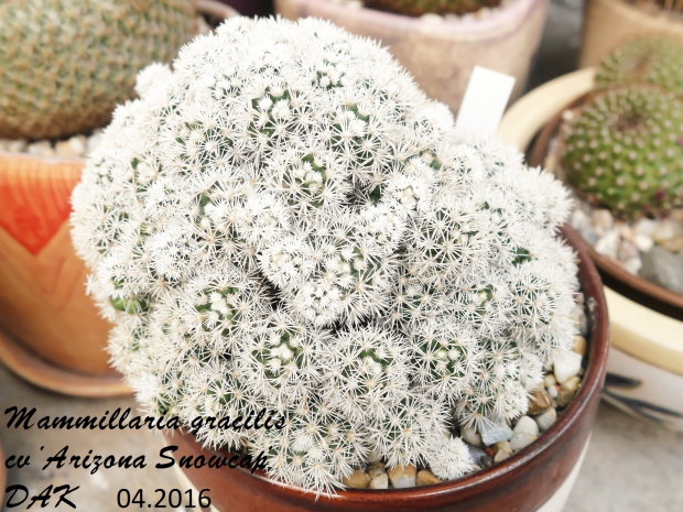 Mammillaria gracilis cv 'Arizona Snowcap'