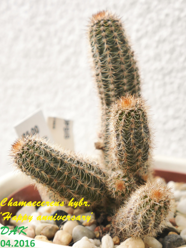 Chamaecereus hybr. 'Happy anniversary'