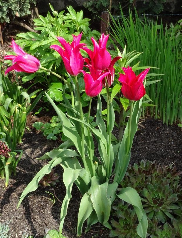 Świat tulipanów przed południem