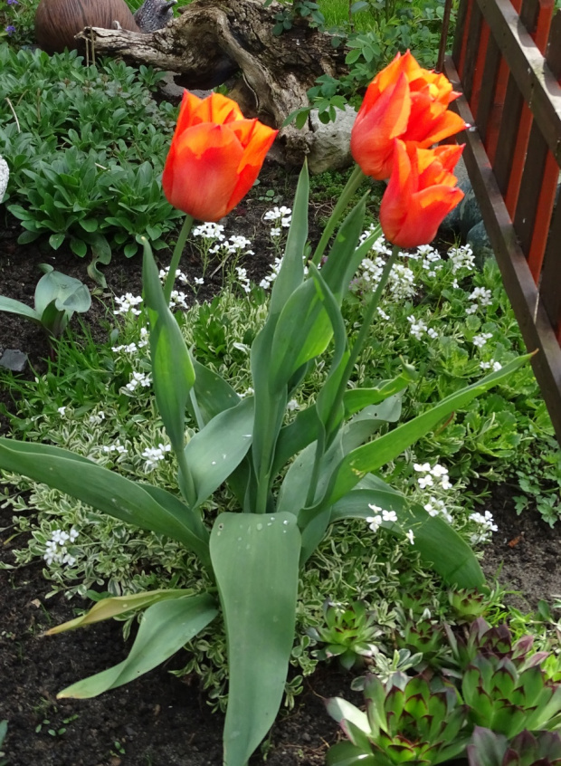 Świat tulipanów przed południem