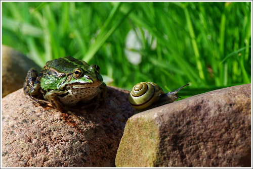 Żabka i ślimak.