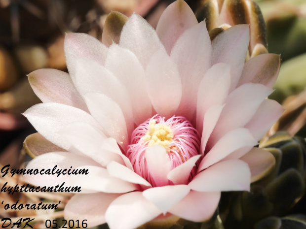 Gymnocalycium hyptiacanthum ‘odoratum’