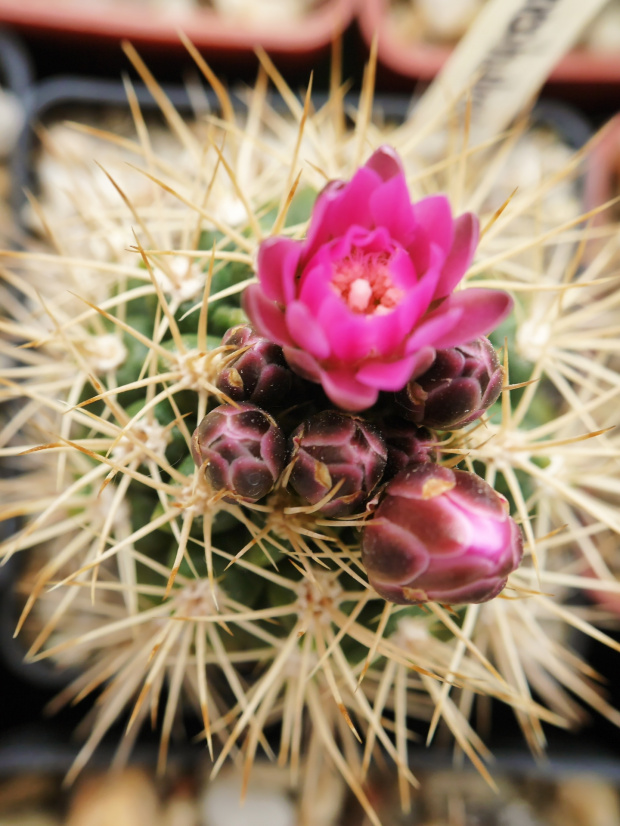 Gymnocalycium neuhuberi LF10