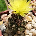 Gymnocalycium andreae v.doppianum