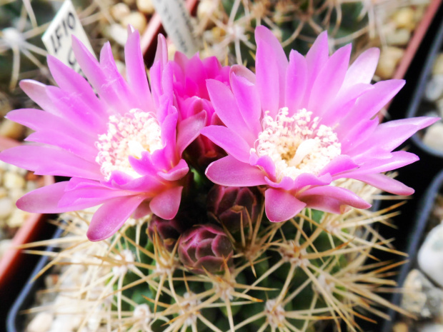 Gymnocalycium neuhuberi LF10