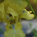 Irys IB 'Blue Eyed Blond'