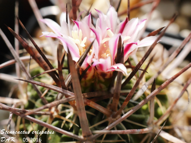 Stenocactus crispatus