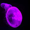 Meduza niesłusznie posądzana o bycie plemnikiem kosmity jednorożca :)))))