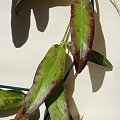 Hoya sp. Sabah Lubosz