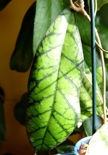 Hoya callystophylla IML-1752
