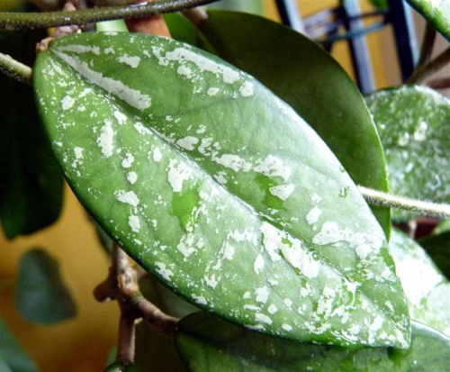 Hoya carnosa splash