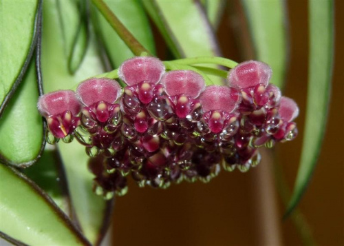 Hoya wayetii