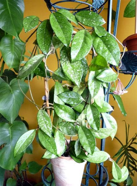 Hoya carnosa splash