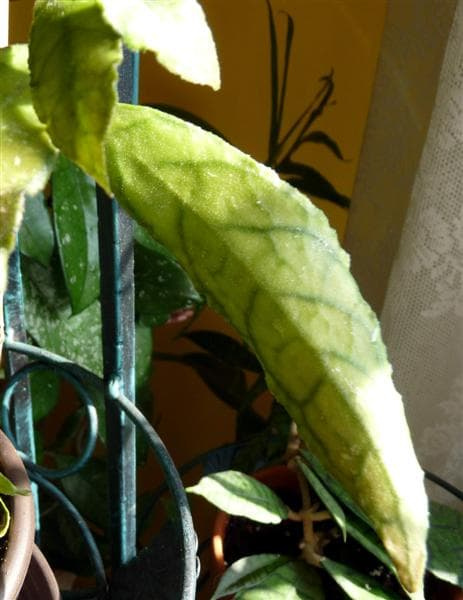 Hoya sp DMC 5667B Malaysia IML-1400