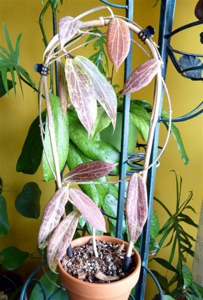 Hoya sp. Philipines IML 0831