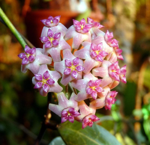 Hoya sp Flores Island UT 039