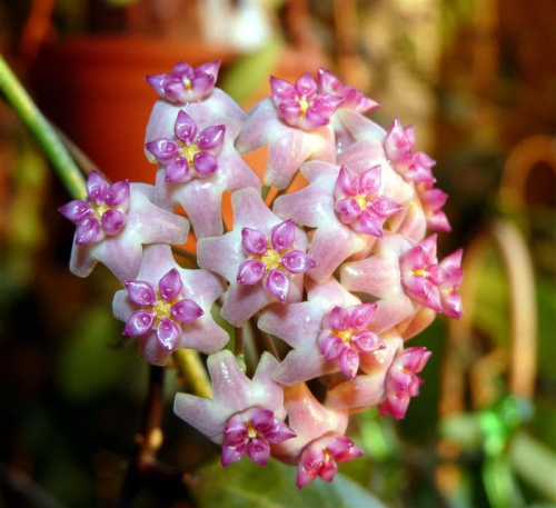 Hoya sp Flores Island UT 039