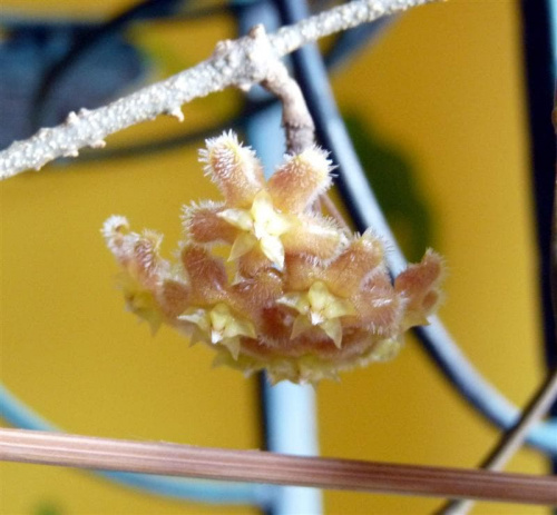 Hoya erythrina