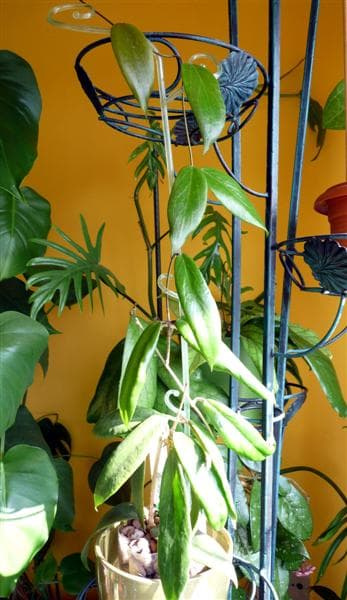 Hoya ilagiorum