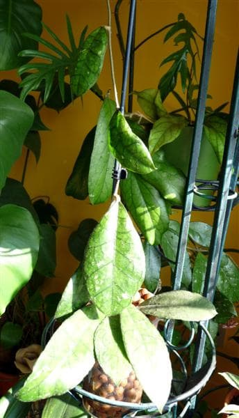 Hoya finlaysonii EPC-318