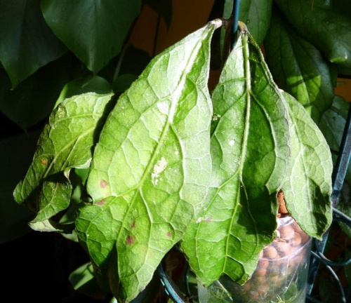 Hoya clemensiorum EPC-446