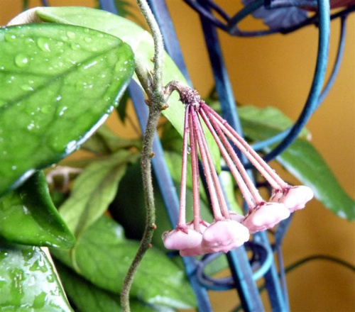 Hoya carnosa splash