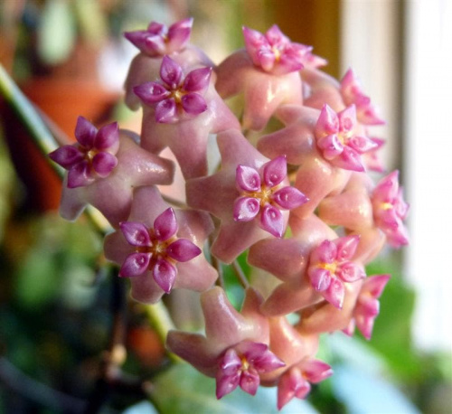 Hoya sp Flores Island UT 039