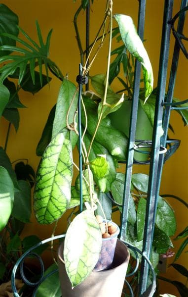 Hoya callystophylla IML-1752