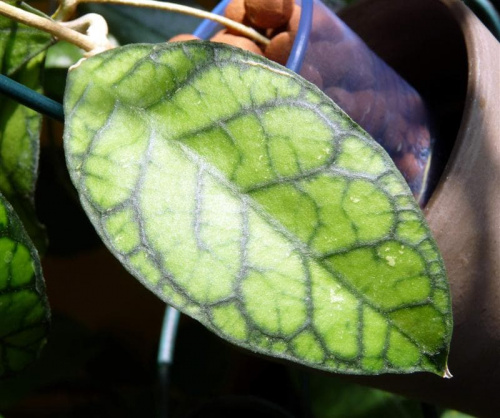 Hoya callystophylla IML-1752