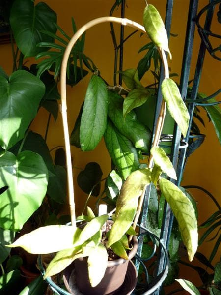 Hoya sp DMC 5667B Malaysia IML-1400