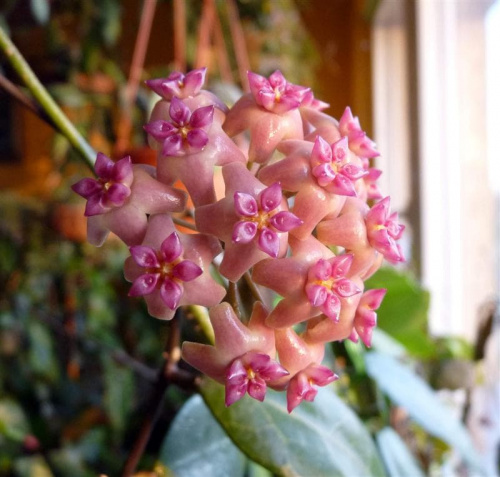 Hoya sp Flores Island UT 039