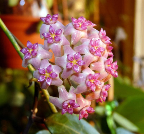 Hoya sp Flores Island UT 039