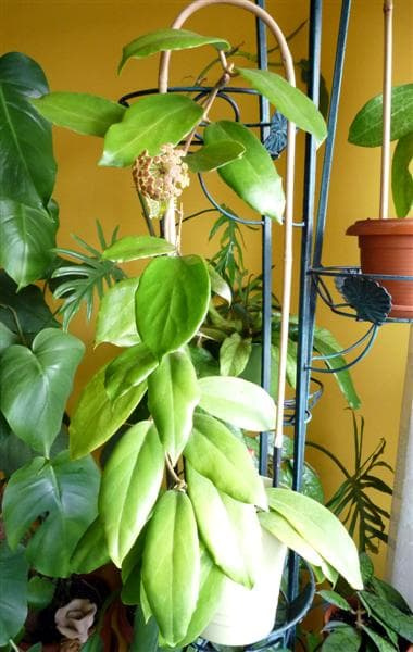 Hoya sp Japan