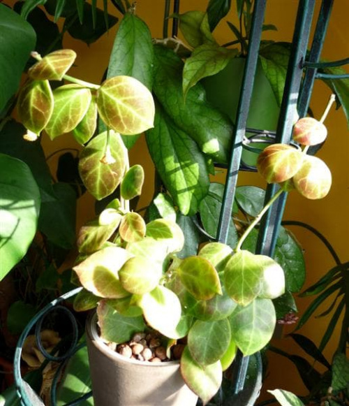 Hoya obscura MT24