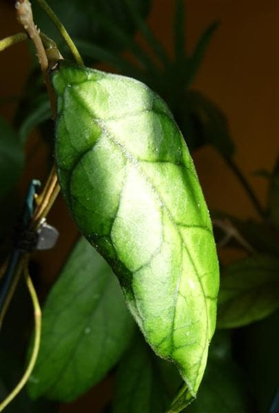Hoya callystophylla IML-1752