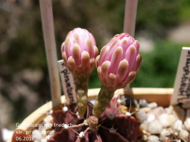 Gymnocalycium friedrichii var. piraretaense