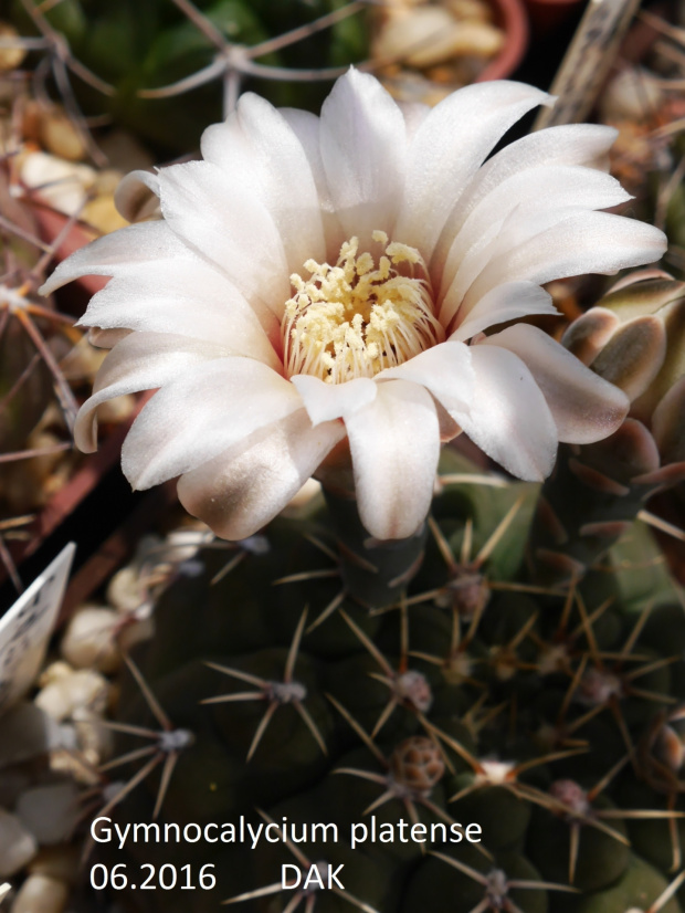 Gymnocalycium platense