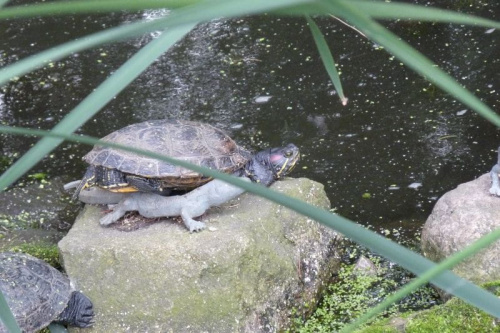 W Podkowie Leśnej - kościelny ogród