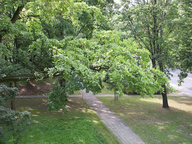 Park przy ulicy Książecej