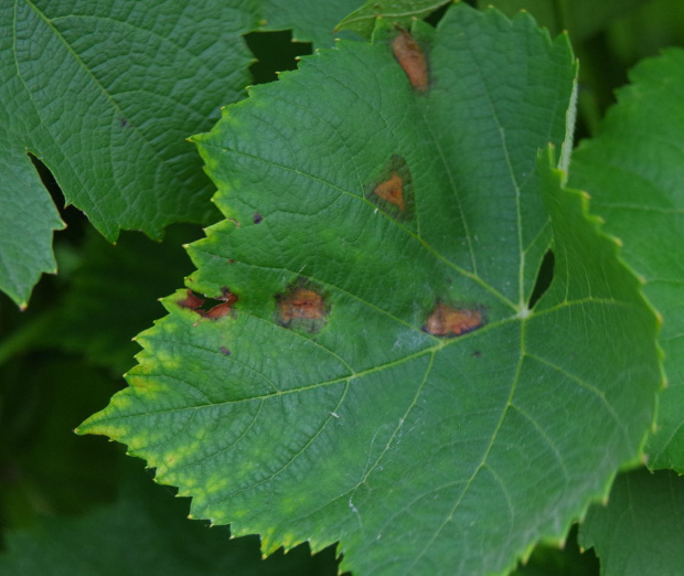 Cabernet Cantor liść