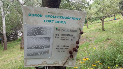 Fort Bema - ogródek społeczny
