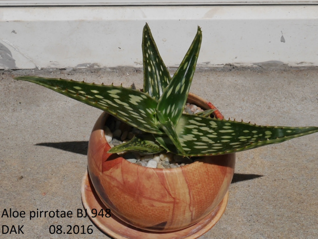 Aloe pirrotae BJ 948