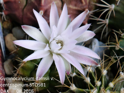 Gymnocalycium damsii v. centrispinum STO981