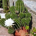 Echinopsis eyriesii