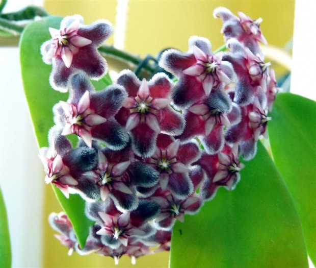 Hoya Pubicalyx Black Dragon