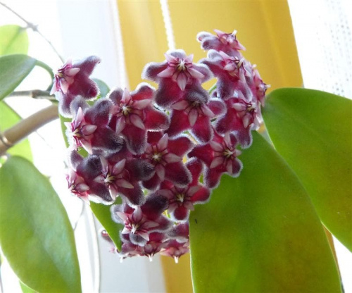 Hoya Pubicalyx Black Dragon