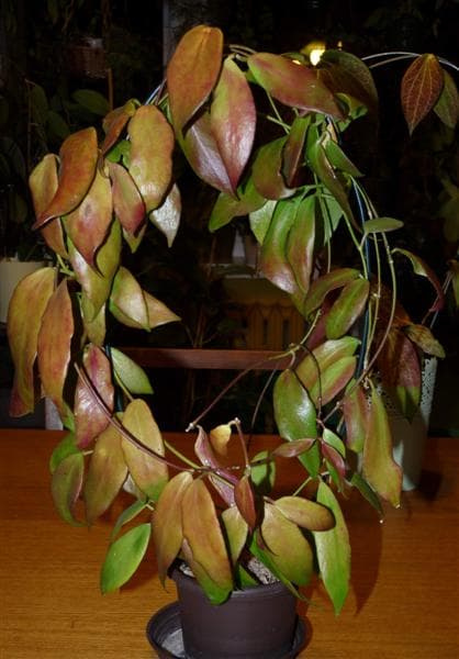 Hoya flavida